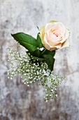 A rose and gypsophila