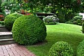 Trimmed box hedges in a garden