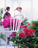 Geranie mit pinkfarbenen Blüten und Stuhl im Hintergrund