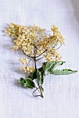 Dried elderflowers