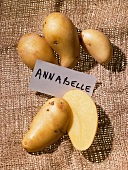 Annabelle potatoes