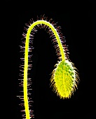 A poppy bud lit from behind