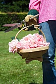 Close up of basket with cut roses