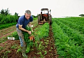 Bauer erntet Karotten auf dem Feld