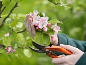 Frau hält Gartenschere und Zweig mit Apfelblüten