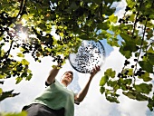 Man Harvesting Blackcurrants