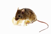 A mouse eating cheese