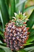 Young Pineapple Plant
