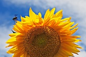 Bee Hovering on a Sunflower Against a Blue Sky