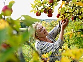 Mature woman picking apples