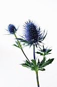 Thistle on a White Background