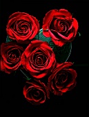 Rote Rosen auf einem schwarzen Hintergrund