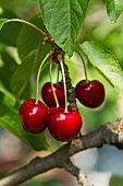 Cherries hanging on a tree