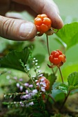 Close up of man picking berries