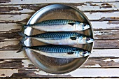 Three fresh mackerels on a metal plate