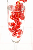 Mineral water and fresh redcurrants in a champagne glass