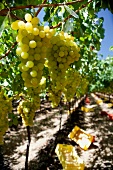 Green grapes on a vine