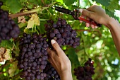 Crimson grapes being cut from a vine