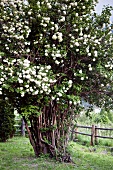 Summer-flowering shrub in garden