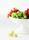Gooseberries and Red Currants
