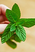 A hand holding a sprig of fresh peppermint