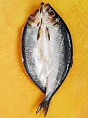 Fresh herring