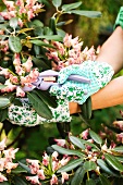 Woman deadheading a rhododendron bush