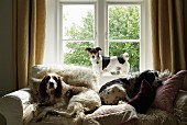 Two dogs lying on comfortable sofa amongst many scatter cushions with smaller dog standing on windowsill in background between floor-length curtains