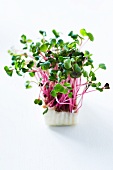 Fresh chilli cress