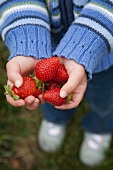 Kind hält Erdbeeren