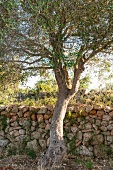 Olive tree in front of traditional stone wall on Mallorca