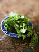 Fresh coriander in a bowl