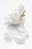 Eine Magnolienblüte auf weißem Grund