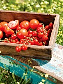Tomaten in einer Holzkiste