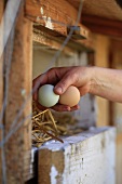 Collecting chicken eggs