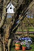 Bird box above potted violas