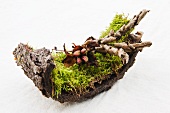 Moss with peony seeds on the stem and dried fern leaves on tree bark