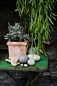 Assorted stones and jade plant on an old metal table