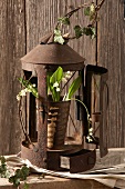 Lily of the valley and ivy tendrils in front of a rusty lantern