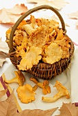 A basket of fresh chanterelle mushrooms