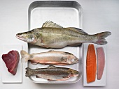 Various fishes (whole and filleted)