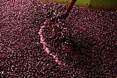 Fresh mash being punched down for making red wine
