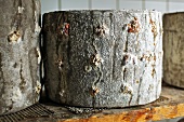Goat's cheese with ash on a shelf in a ripening cellar (Austria)
