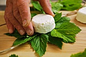 Goat's cheese being wrapped in masterwort leaves