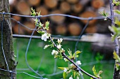Young cherry tree branch with white blossom in the garden