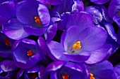Nahaufnahme violetter Krokusblüten mit orangen Stempeln