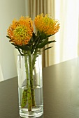 Orange Chrysantheme in transparenter Glasvase auf einem Holztisch