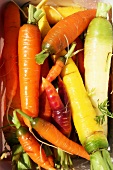 Various types of carrots