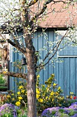 Blühender Obstbaum in frühlingshaften Garten