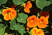 Flowering nasturtiums